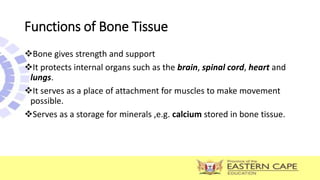 Bone gives strength and support
It protects internal organs such as the brain, spinal cord, heart and
lungs.
It serves as a place of attachment for muscles to make movement
possible.
Serves as a storage for minerals ,e.g. calcium stored in bone tissue.
Functions of Bone Tissue
 
