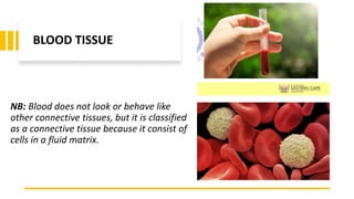 BLOOD TISSUE
NB: Blood does not look or behave like
other connective tissues, but it is classified
as a connective tissue because it consist of
cells in a fluid matrix.
 