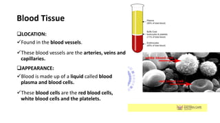 Blood Tissue
LOCATION:
Found in the blood vessels.
These blood vessels are the arteries, veins and
capillaries.
APPEARANCE:
Blood is made up of a liquid called blood
plasma and blood cells.
These blood cells are the red blood cells,
white blood cells and the platelets.
 