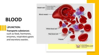 BLOOD
FUNCTION:
Transports substances
such as food, hormones,
enzymes, respiratory gases
and excretory wastes.
 