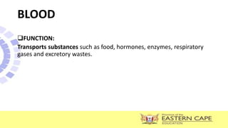 FUNCTION:
Transports substances such as food, hormones, enzymes, respiratory
gases and excretory wastes.
BLOOD
 
