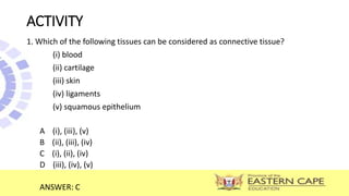 ACTIVITY
1. Which of the following tissues can be considered as connective tissue?
(i) blood
(ii) cartilage
(iii) skin
(iv) ligaments
(v) squamous epithelium
A (i), (iii), (v)
B (ii), (iii), (iv)
C (i), (ii), (iv)
D (iii), (iv), (v)
ANSWER: C
 