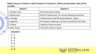 Match tissue in Column I with Function in Column II. Write correct letter next to the
number
Column I Column II
1. Areolar tissue A Connects bone to bone
2. Blood tissue B Point of attachment for muscles allowing movement
3. Cartilage C Packing tissue that fills space between organs
4. Ligament D Transports substances e.g. food, O2and CO2in the body
5. Tendon E Reduces friction at joints
6. Bone Tissue F Connects muscle to bone
ANSWER
1. C
2. D
3. E
4. A
5. F
6. B
 