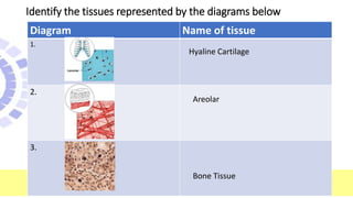 Identify the tissues represented by the diagrams below
Diagram Name of tissue
1.
2.
3.
Hyaline Cartilage
Areolar
Bone Tissue
 