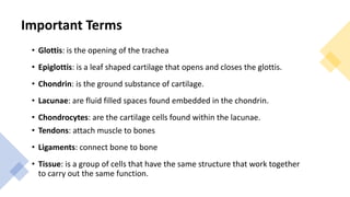 Important Terms
• Glottis: is the opening of the trachea
• Epiglottis: is a leaf shaped cartilage that opens and closes the glottis.
• Chondrin: is the ground substance of cartilage.
• Lacunae: are fluid filled spaces found embedded in the chondrin.
• Chondrocytes: are the cartilage cells found within the lacunae.
• Tendons: attach muscle to bones
• Ligaments: connect bone to bone
• Tissue: is a group of cells that have the same structure that work together
to carry out the same function.
 