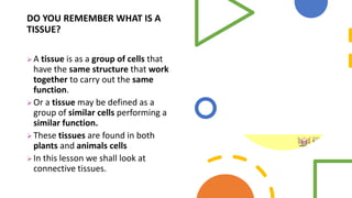 DO YOU REMEMBER WHAT IS A
TISSUE?
 A tissue is as a group of cells that
have the same structure that work
together to carry out the same
function.
 Or a tissue may be defined as a
group of similar cells performing a
similar function.
 These tissues are found in both
plants and animals cells
 In this lesson we shall look at
connective tissues.
 
