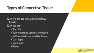 Types of Connective Tissue
There are Six types of connective
tissues
These are:
Areolar
White fibrous connective tissue
Yellow elastic connective tissue
Cartilage
Bone and
Blood
 
