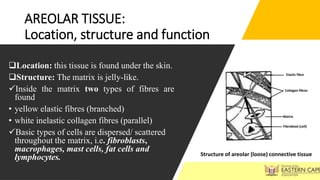 AREOLAR TISSUE:
Location, structure and function
Location: this tissue is found under the skin.
Structure: The matrix is jelly-like.
Inside the matrix two types of fibres are
found
• yellow elastic fibres (branched)
• white inelastic collagen fibres (parallel)
Basic types of cells are dispersed/ scattered
throughout the matrix, i.e. fibroblasts,
macrophages, mast cells, fat cells and
lymphocytes.
Elastic fibre
Collagen fibres
Matrix
Fibroblast (cell)
Structure of areolar (loose) connective tissue
 