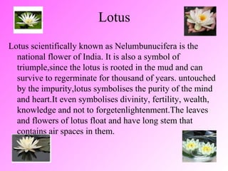 Lotus ,[object Object]