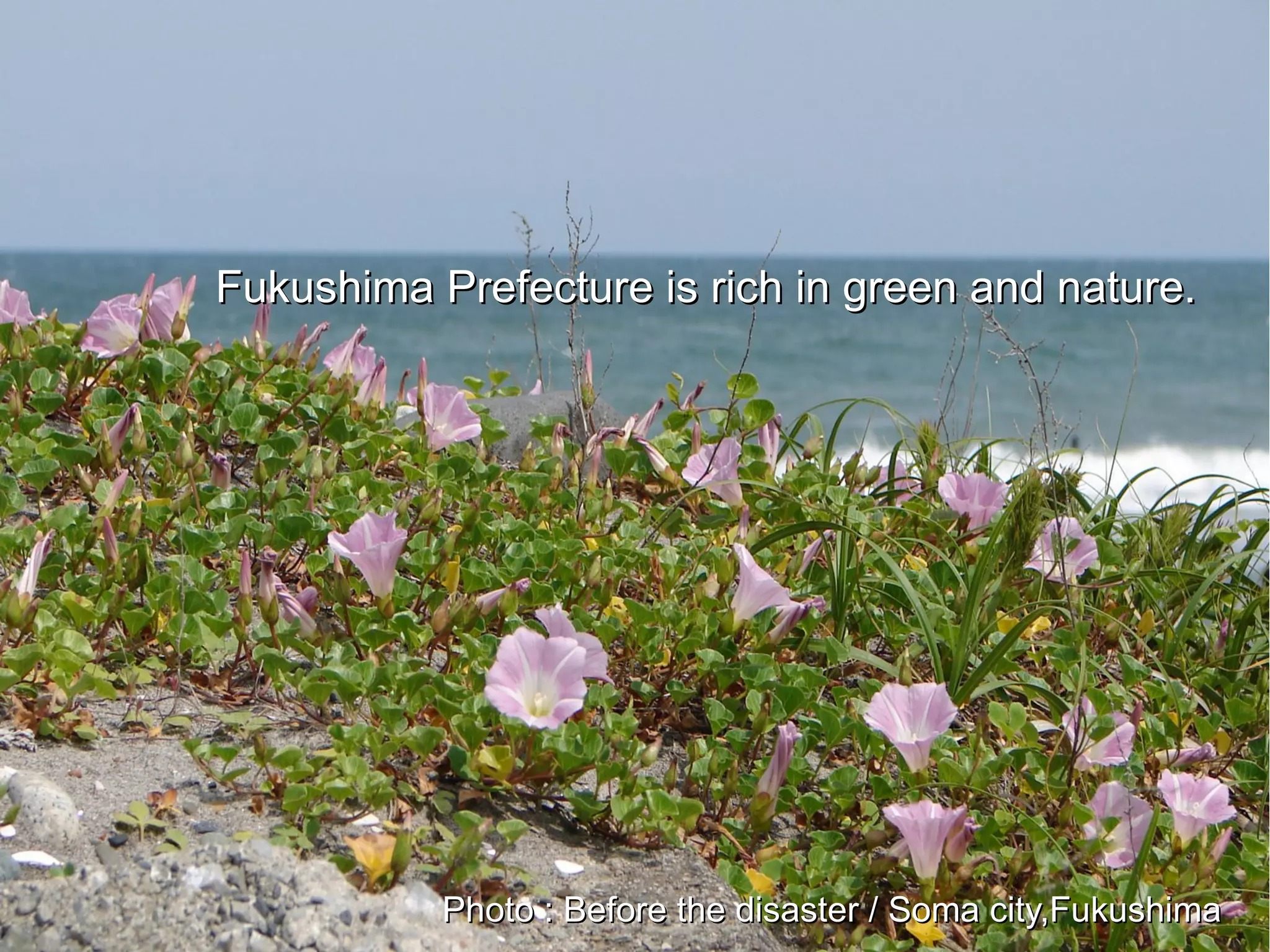 Fukushima Prefecture is rich in green and nature.




           Photo : Before the disaster / Soma city,Fukushima
 