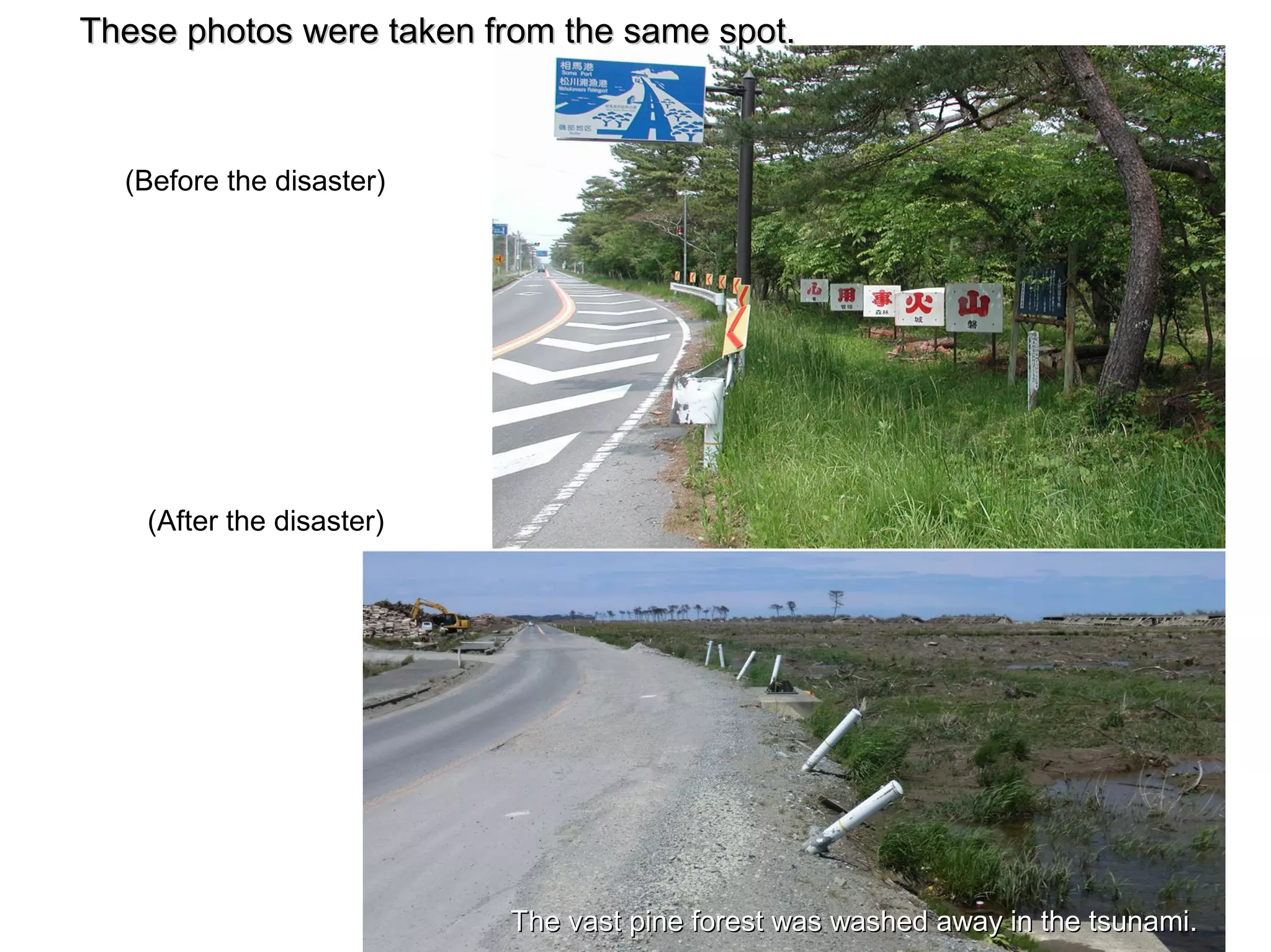 These photos were taken from the same spot.



  (Before the disaster)




    (After the disaster)




                           The vast pine forest was washed away in the tsunami.
 