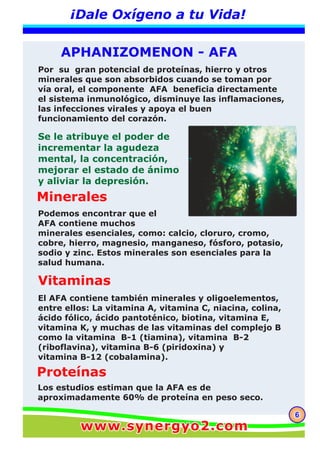 66
¡Dale Oxígeno a tu Vida!
APHANIZOMENON - AFA
Minerales
Vitaminas
Proteínas
Por su gran potencial de proteínas, hierro y otros
minerales que son absorbidos cuando se toman por
vía oral, el componente AFA beneficia directamente
el sistema inmunológico, disminuye las inflamaciones,
las infecciones virales y apoya el buen
funcionamiento del corazón.
Se le atribuye el poder de
incrementar la agudeza
mental, la concentración,
mejorar el estado de ánimo
y aliviar la depresión.
Podemos encontrar que el
AFA contiene muchos
minerales esenciales, como: calcio, cloruro, cromo,
cobre, hierro, magnesio, manganeso, fósforo, potasio,
sodio y zinc. Estos minerales son esenciales para la
salud humana.
El AFA contiene también minerales y oligoelementos,
entre ellos: La vitamina A, vitamina C, niacina, colina,
ácido fólico, ácido pantoténico, biotina, vitamina E,
vitamina K, y muchas de las vitaminas del complejo B
como la vitamina B-1 (tiamina), vitamina B-2
(riboflavina), vitamina B-6 (piridoxina) y
vitamina B-12 (cobalamina).
Los estudios estiman que la AFA es de
aproximadamente 60% de proteína en peso seco.
www.synergyo2.comwww.synergyo2.com
 