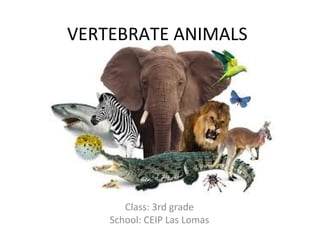 VERTEBRATE ANIMALS
Class: 3rd grade
School: CEIP Las Lomas
 