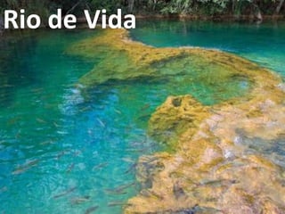 Rio de Vida
 