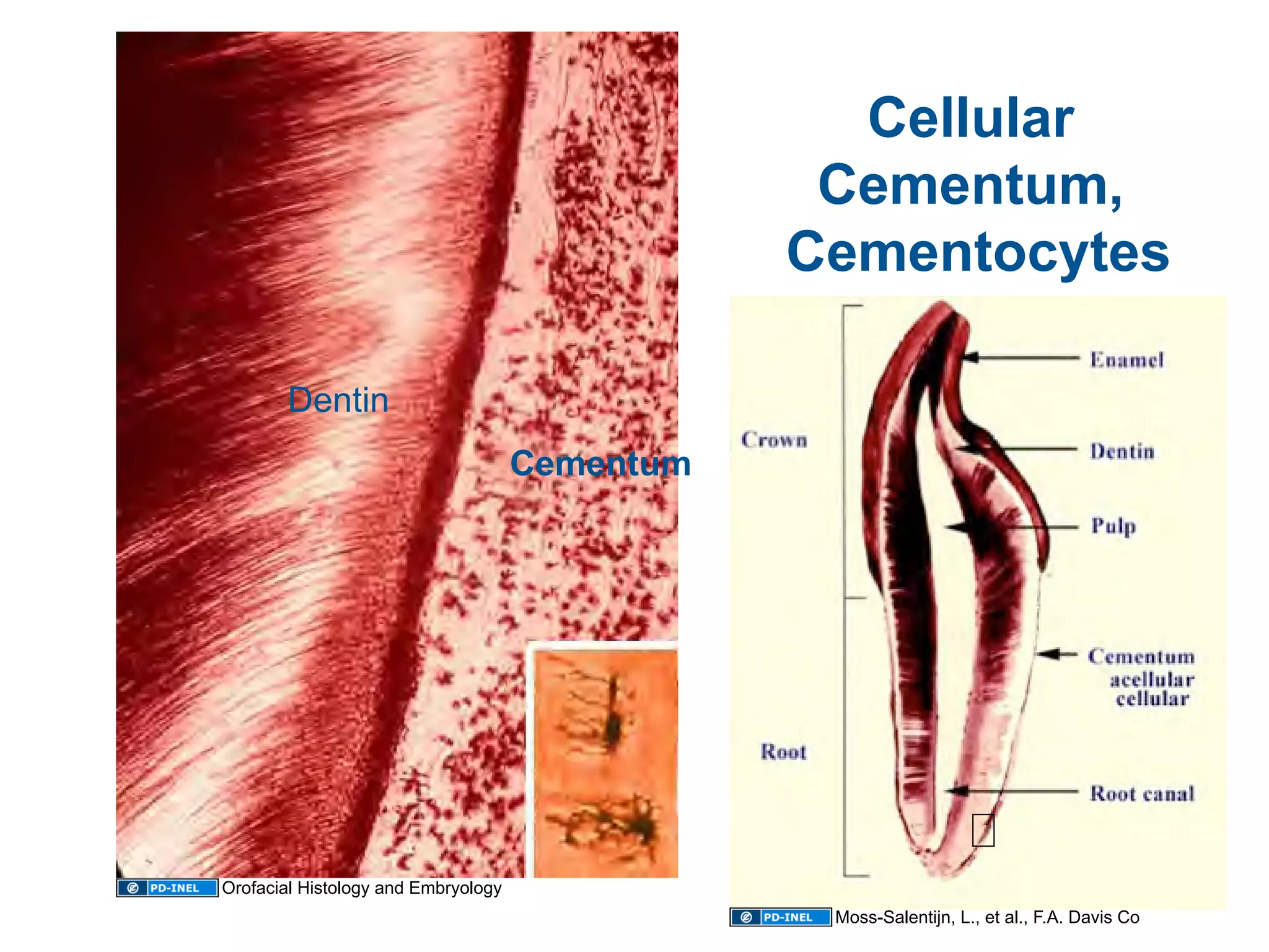 01.05.09: Histology - Oral Cavity and Salivary Glands | PDF