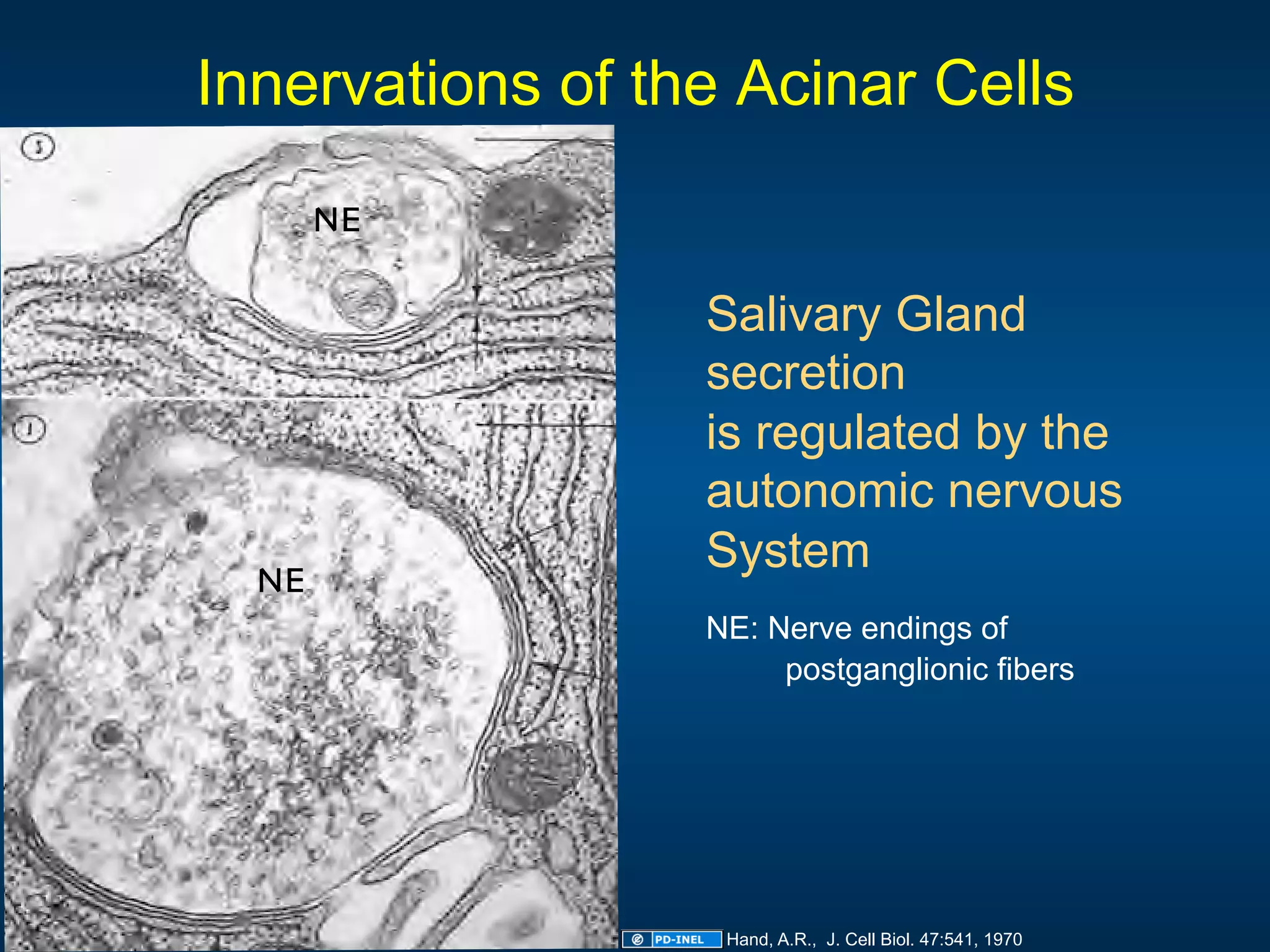 Acinar Definition 01.05.09: Histology - Oral Cavity and Salivary Glands | PDF