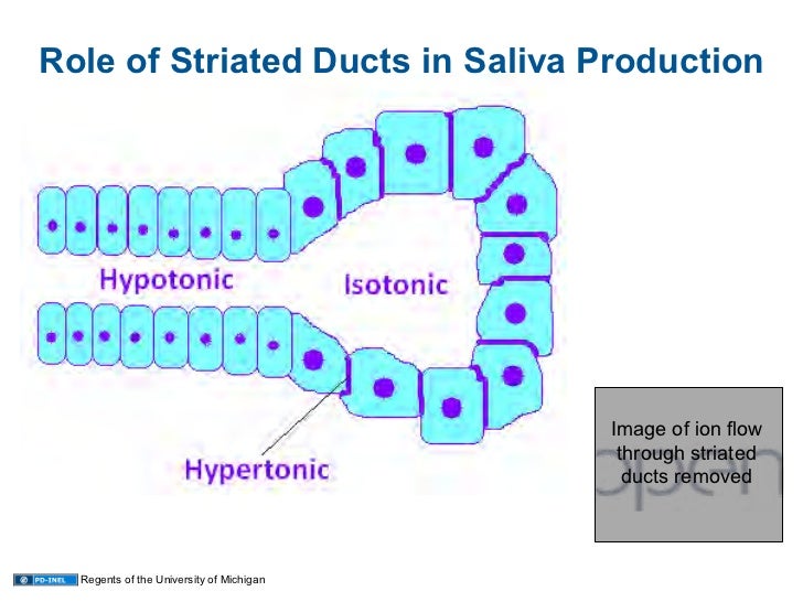 01.05.09 Histology Oral Cavity and Salivary Glands