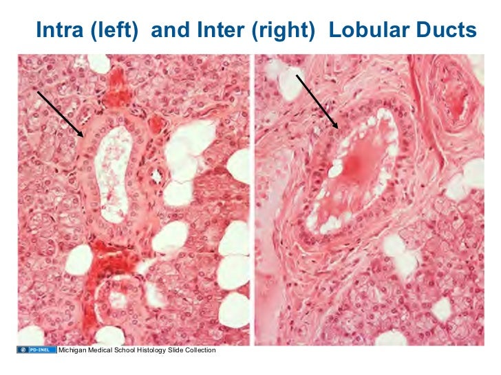 01.05.09 Histology Oral Cavity and Salivary Glands