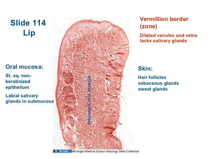 01.05.09 Histology Oral Cavity and Salivary Glands