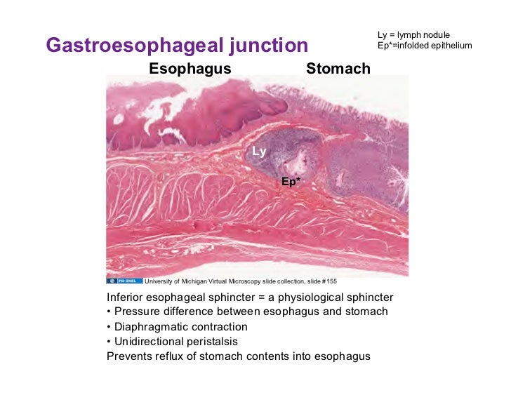 01.07.09(b): Tubular GI Tract - Stomach