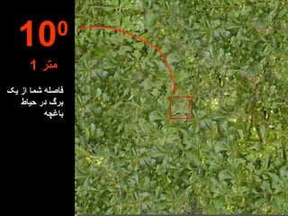 فاصله شما از یک برگ در حیاط باغچه 10 0 1  متر 