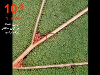 در این فاصله می توان ساختار برگها را دید . 10 -2 1  سانتیمتر 