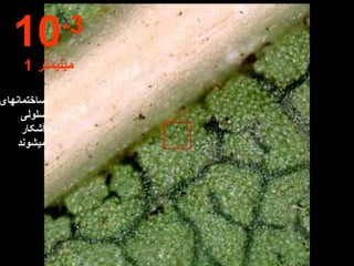 ساختمانهای سلولی آشکار میشوند 10 -3 1  میلیمتر 