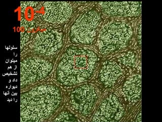 سلولها را میتوان از هم تشخیص داد و دیواره بین آنها را دید 10 -4 100  میکرون 
