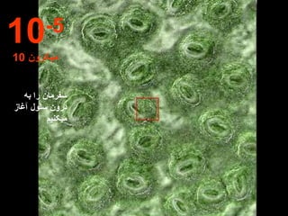 سفرمان را به درون سلول آغاز میکنیم 10 -5 10  میکرون 
