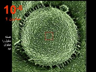 هسته سلول را میتوان دید 10 -6 1  میکرون 