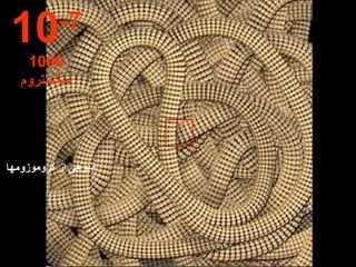 انبوهی از کروموزومها 10 -7 1000  امگستروم 