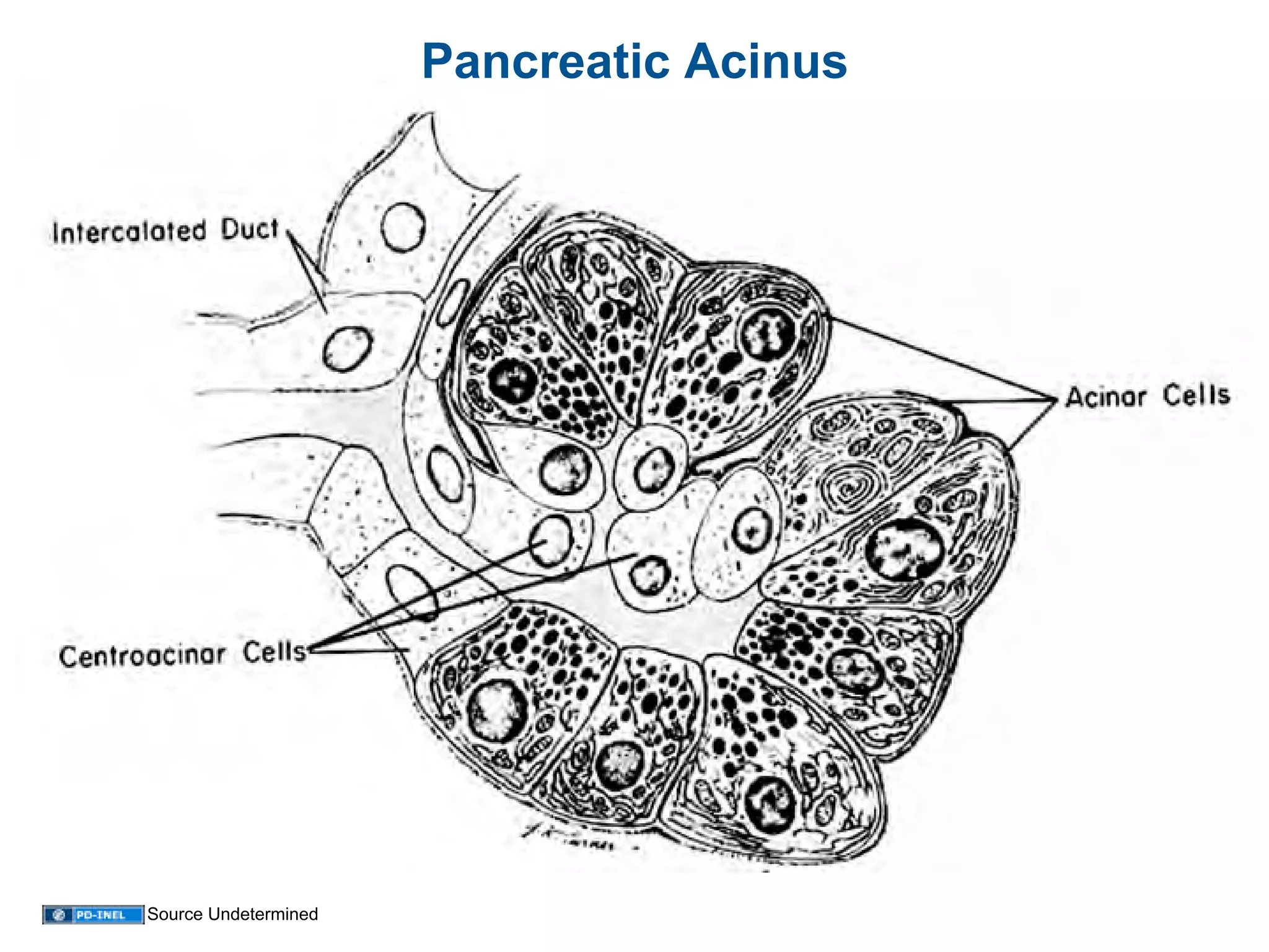 01.12.09(b): Histology - Liver, Pancreas, and Gallbladder | PDF