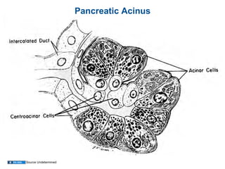 01.12.09(b): Histology - Liver, Pancreas, and Gallbladder | PDF