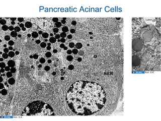 01.12.09(b): Histology - Liver, Pancreas, and Gallbladder | PDF