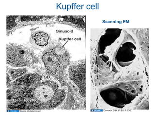 01.12.09(b): Histology - Liver, Pancreas, and Gallbladder | PDF