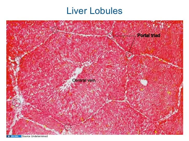 01 12 09 b histology liver pancreas and gallbladder liver histology labeled