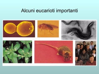 Alcuni eucarioti importanti 
