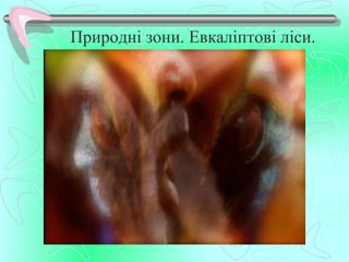 Природні зони. Евкаліптові ліси.
 