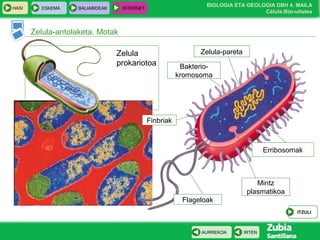 BIOLOGIA ETA GEOLOGIA DBH 4. MAILA
Célula.Bizi-uitatea
HASI ESKEMA BALIABIDEAK INTERNET
IRTENAURREKOA
Zelula-antolaketa. Motak
Zelula
prokariotoa
Zelula-pareta
Mintz
plasmatikoa
Bakterio-
kromosoma
Erribosomak
Flageloak
Finbriak
ITZULI
 