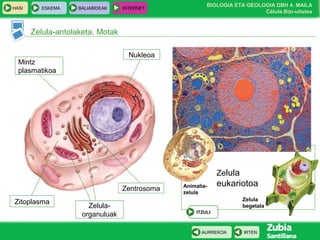 BIOLOGIA ETA GEOLOGIA DBH 4. MAILA
Célula.Bizi-uitatea
HASI ESKEMA BALIABIDEAK INTERNET
IRTENAURREKOA
Zelula
eukariotoa
Zelula-antolaketa. Motak
Nukleoa
Mintz
plasmatikoa
Zitoplasma
Zentrosoma
Zelula-
organuluak ITZULI
Animalia-
zelula
Zelula
begetala
 
