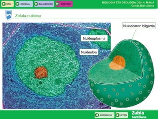 BIOLOGIA ETA GEOLOGIA DBH 4. MAILA
Célula.Bizi-uitatea
HASI ESKEMA BALIABIDEAK INTERNET
IRTENAURREKOA
Zelula-nukleoa
Nukleoaren bilgarria
Nukleoplasma
Nukleoloa
 