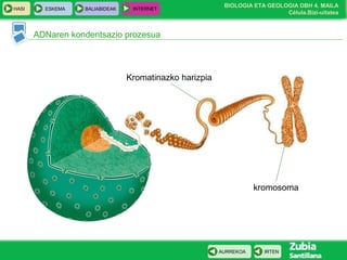 BIOLOGIA ETA GEOLOGIA DBH 4. MAILA
Célula.Bizi-uitatea
HASI ESKEMA BALIABIDEAK INTERNET
IRTENAURREKOA
ADNaren kondentsazio prozesua
Kromatinazko harizpia
kromosoma
 