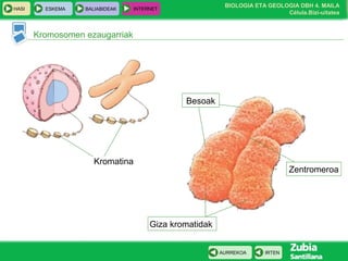BIOLOGIA ETA GEOLOGIA DBH 4. MAILA
Célula.Bizi-uitatea
HASI ESKEMA BALIABIDEAK INTERNET
IRTENAURREKOA
Kromosomen ezaugarriak
Giza kromatidak
Kromatina
Besoak
Zentromeroa
 