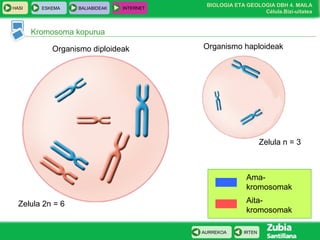 BIOLOGIA ETA GEOLOGIA DBH 4. MAILA
Célula.Bizi-uitatea
HASI ESKEMA BALIABIDEAK INTERNET
IRTENAURREKOA
Kromosoma kopurua
Zelula 2n = 6
Zelula n = 3
Ama-
kromosomak
Aita-
kromosomak
Organismo haploideakOrganismo diploideak
 