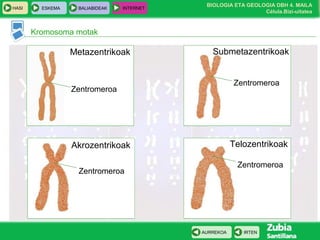 BIOLOGIA ETA GEOLOGIA DBH 4. MAILA
Célula.Bizi-uitatea
HASI ESKEMA BALIABIDEAK INTERNET
IRTENAURREKOA
Kromosoma motak
Metazentrikoak
Zentromeroa
Submetazentrikoak
Zentromeroa
Zentromeroa
Zentromeroa
Akrozentrikoak Telozentrikoak
 
