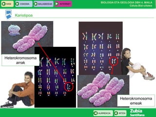 BIOLOGIA ETA GEOLOGIA DBH 4. MAILA
Célula.Bizi-uitatea
HASI ESKEMA BALIABIDEAK INTERNET
IRTENAURREKOA
Kariotipoa
Heterokromosoma
arrak
Heterokromosoma
emeak
 