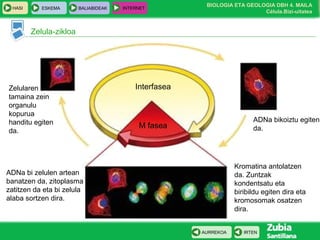 BIOLOGIA ETA GEOLOGIA DBH 4. MAILA
Célula.Bizi-uitatea
HASI ESKEMA BALIABIDEAK INTERNET
IRTENAURREKOA
Zelula-zikloa
Interfasea
M fasea
Zelularen
tamaina zein
organulu
kopurua
handitu egiten
da.
ADNa bikoiztu egiten
da.
ADNa bi zelulen artean
banatzen da, zitoplasma
zatitzen da eta bi zelula
alaba sortzen dira.
Kromatina antolatzen
da. Zuntzak
kondentsatu eta
biribildu egiten dira eta
kromosomak osatzen
dira.
 