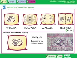 BIOLOGIA ETA GEOLOGIA DBH 4. MAILA
Célula.Bizi-uitatea
HASI ESKEMA BALIABIDEAK INTERNET
IRTENAURREKOA
TELOFASEA
Kromosomak
kromatinan
deskondentsatzen
dira
ANAFASEA
Kromatida
ahizpak
banatzen dira
METAFASEA
Kromosomak
erdian paratzen
dira
PROFASEA
Kromatinaren
kondentsazioa
Mitosia edo nukleoaren zatiketa
M fasea
Nukleoaren zatiketa (mitosia)
PROFASEA METAFASEA ANAFASEA TELOFASEA
ITZULI
 
