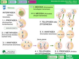 BIOLOGIA ETA GEOLOGIA DBH 4. MAILA
Célula.Bizi-uitatea
HASI ESKEMA BALIABIDEAK INTERNET
IRTENAURREKOA
Meiosia
INTERFASEA
(ADNren
bikoizketa)
1. I. PROFASEA
(Kromosomen
kondentsazioa)
2. I. METAFASEA
(Kromosomak bikoteka
ezartzen dira)
3. I. ANAFASEA
(Kromosomak banantzea)
4. I. TELOFASEA
eta ZITOZINESIA
5. II. PROFASEA (Ardatza
berrosatzen da)
Zelula alabak
6. II. ANAFASEA
(Kromatiden banantzea)
7. TELOFASEA eta
ZITOZINESIA
MEIOSIS I
(separación de cromosomas
homólogos)
II. MEIOSIA (Kromatida
ahizpen banantzea)
GAINGURUTZAKETA
IKUS ZIKLO
BIOLOGIKOAK
I. MEIOSIA (Kromosoma
homologoen banantzea)
 