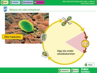 BIOLOGIA ETA GEOLOGIA DBH 4. MAILA
Célula.Bizi-uitatea
HASI ESKEMA BALIABIDEAK INTERNET
IRTENAURREKOA
Meiosia eta ziklo biologikoak
Ziklo haploidea
ITZULI
Alga eta onddo
zelulabakarretan
 